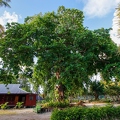 Terminalia catappa - Sea almond 3