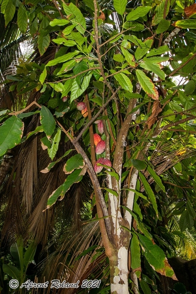 Theobroma cacao - Kakao_2.jpg