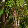Theobroma cacao - Kakao 2