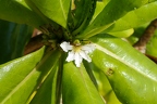 Scaevola sp Fan flower 5
