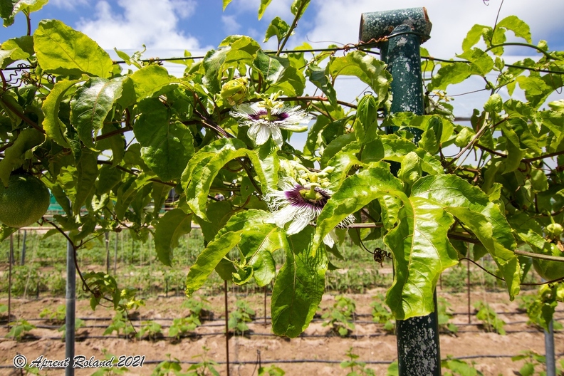 Passiflora sp Passion fruit_1.jpg