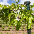 Passiflora sp Passion fruit 1