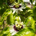 Passiflora sp Passion fruit 2