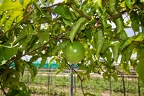 Passiflora sp Passion fruit 3