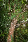 Cinnamomum sp.