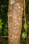 Cinnamomum sp Cinnamon  2