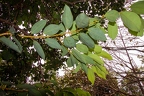 Cinnamomum sp Cinnamon  3