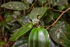Cinnamomum sp Cinnamon  6