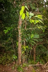 Cinnamomum sp Cinnamon  8