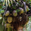 Lodoicea maldivica Coco de Mer 02