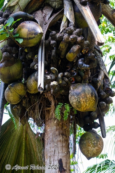 Lodoicea maldivica Coco de Mer_03.jpg