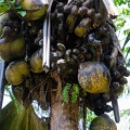 Lodoicea maldivica Coco de Mer 03