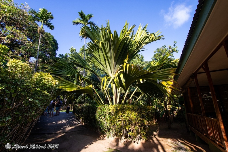 Lodoicea maldivica Coco de Mer_04.jpg