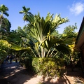 Lodoicea maldivica Coco de Mer 04