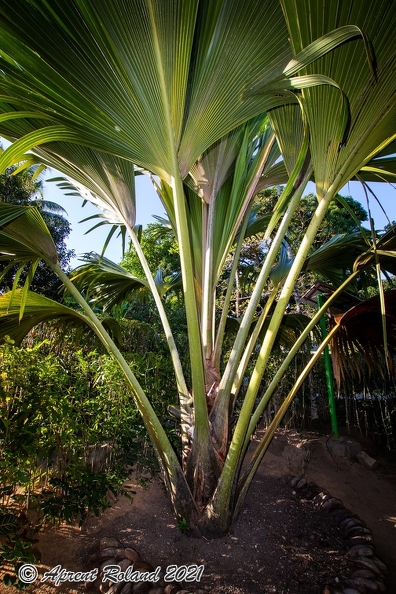 Lodoicea maldivica Coco de Mer_05.jpg