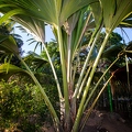 Lodoicea maldivica Coco de Mer 05