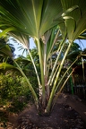 Lodoicea maldivica Coco de Mer 05