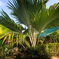 Lodoicea maldivica Coco de Mer 06