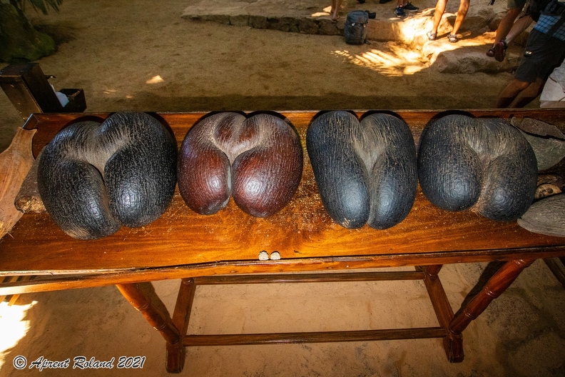 Lodoicea maldivica Coco de Mer_07.jpg