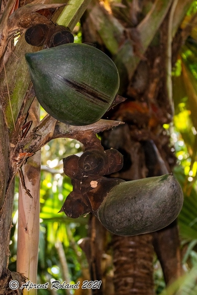 Lodoicea maldivica Coco de Mer_09.jpg