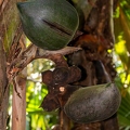 Lodoicea maldivica Coco de Mer 09