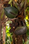 Lodoicea maldivica Coco de Mer 09