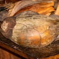 Lodoicea maldivica Coco de Mer 10