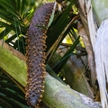 Lodoicea maldivica Coco de Mer 11
