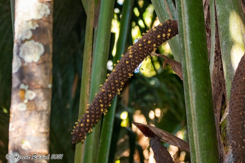 Lodoicea maldivica Coco de Mer_12.jpg