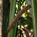 Lodoicea maldivica Coco de Mer 12
