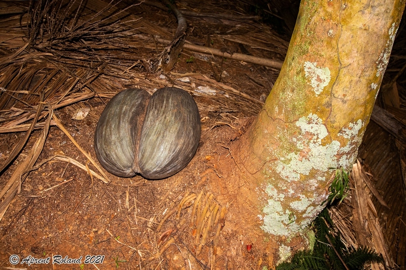 Lodoicea maldivica Coco de Mer_13.jpg