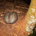 Lodoicea maldivica Coco de Mer 13