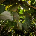 Lodoicea maldivica Coco de Mer 14