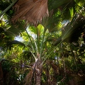 Lodoicea maldivica Coco de Mer 15