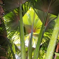 Lodoicea maldivica Coco de Mer 16