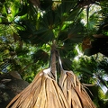 Lodoicea maldivica Coco de Mer 18