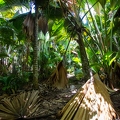 Lodoicea maldivica Coco de Mer 19