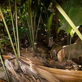 Lodoicea maldivica Coco de Mer 20