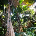 Lodoicea maldivica Coco de Mer 21