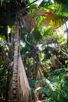 Lodoicea maldivica Coco de Mer 21
