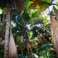 Lodoicea maldivica Coco de Mer 22