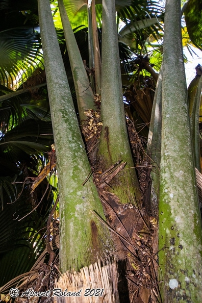 Lodoicea maldivica Coco de Mer_23.jpg