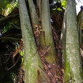 Lodoicea maldivica Coco de Mer 23