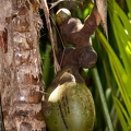 Lodoicea maldivica Coco de Mer 25