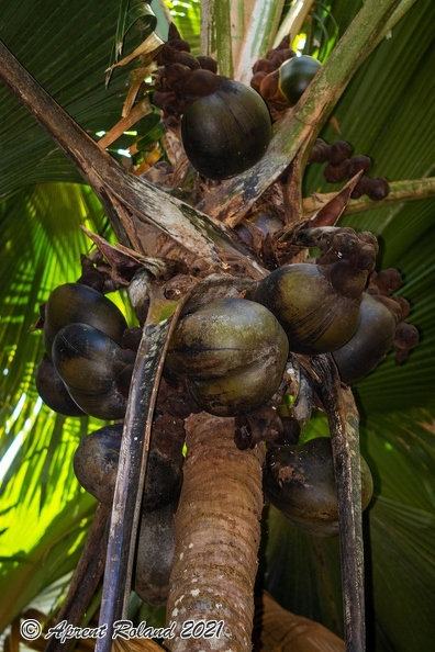 Lodoicea maldivica Coco de Mer_26.jpg