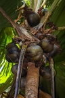 Lodoicea maldivica Coco de Mer 26