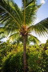 Cocos nucifera  Coconut palm  8