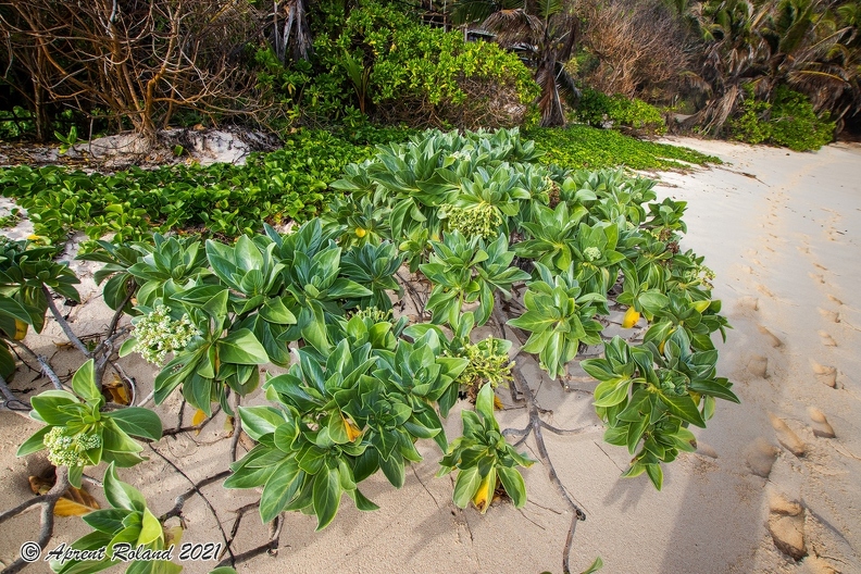 Heliotropium foertherianum  Velvetleaf soldierbush_1.jpg