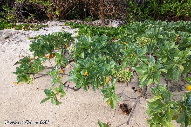 Heliotropium foertherianum  Velvetleaf soldierbush_2.jpg
