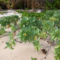 Heliotropium foertherianum  Velvetleaf soldierbush 2
